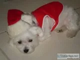 Hhealthy maltese puppies available now