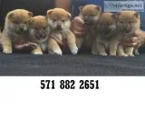 Socialized shiba inu puppies