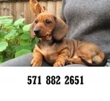 Socialized dachshund puppies