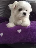 Beautiful akc register maltese
