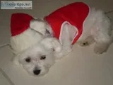 Hhealthy maltese puppies available now