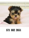Socialized yorkshire terrier puppies