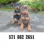 Socialized doberman pinscher puppies