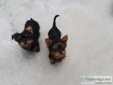Beautiful t-cup yorkie puppies for sale 