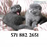Text at 571 x 882 x 2651 scottish fold k