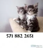 Text at (571 xx 882 xx 2651) maine c--n 