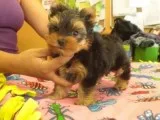 Yorkshire terrier pups for sale