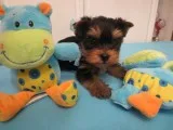 Yorkshire terrier boy ready to go
