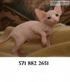 Sphynx 