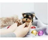 Lovely yorkie pups for sale 