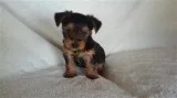  9 yorkshire terrier girl puppy for sale