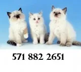 Text at (571 xx 882 xx 2651) rag-doll
