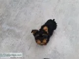 Yorkie puppies for sale