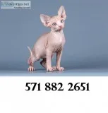 Text at (571 xx 882 xx 2651) sphynx kitt
