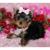 2 beautiful t-cup yorkie pups