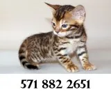 Text at (571 xx 882 xx 2651) bengal kitt