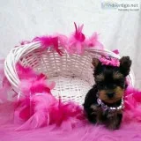 Two little yorkshire terrier boys&girl