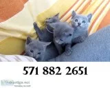 Text at (571 xx 882 x 2651) russian blue