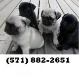 Brave pug puppies