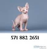 Calm sphynx kittens