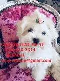 Ccvdr super clever maltese puppies for s