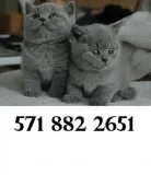 Calm british shorthair kittens