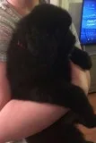 Gchcv newfoundlands puppies akc reg
