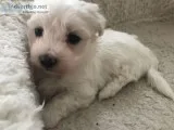 Dfhy gorgeous maltese puppies