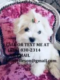 Kmnh lovely and cute maltese pups 4sale 