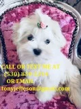 Shddr white maltese puppies for sale 