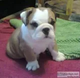 Healthy akc reg english bulldog pups 