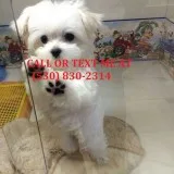 Aavx cool maltese puppies for sale now 