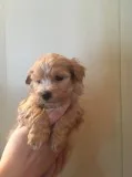 Ewje havanese puppies