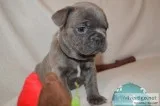 Cute french bulldog puppies akc reg