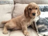 Akc golden working type cocker spaniel