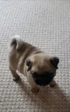 Dskj chunky boy and girl pug ready
