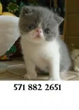 Calm exotic shorthair kittens