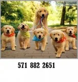 Brave golden retriever puppies