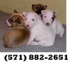 Brave bull terrier puppies