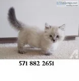 Calm munchkin kittens