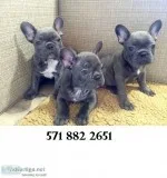Brave french bulldog puppies