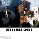 Brave boxer puppies