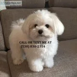 Xxxsd young maltese puppies for sale 