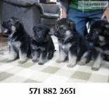 Brave german shepherd puppies