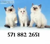 Calm ragdoll kittens