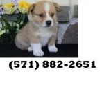 Brave pembroke welsh corgi puppies