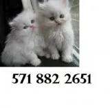 Calm persian kittens
