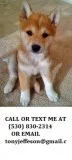 Plmjy potty trained shiba inu puppies 4 
