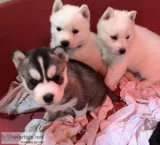 3 siberian husky puppies
