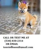 Snowkyy playful shiba inu puppies for sa